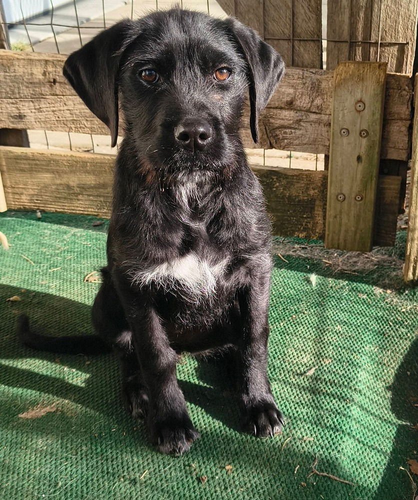 GYPSY GIRL - Labrador Retriever available for adoption