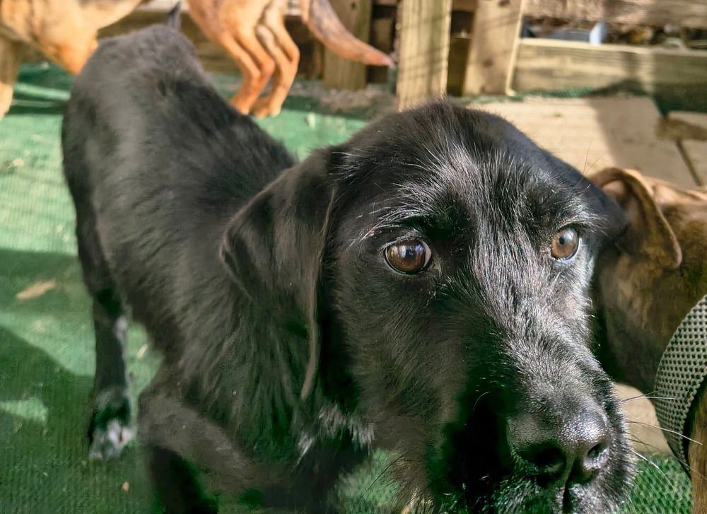 GYPSY GIRL - Labrador Retriever available for adoption