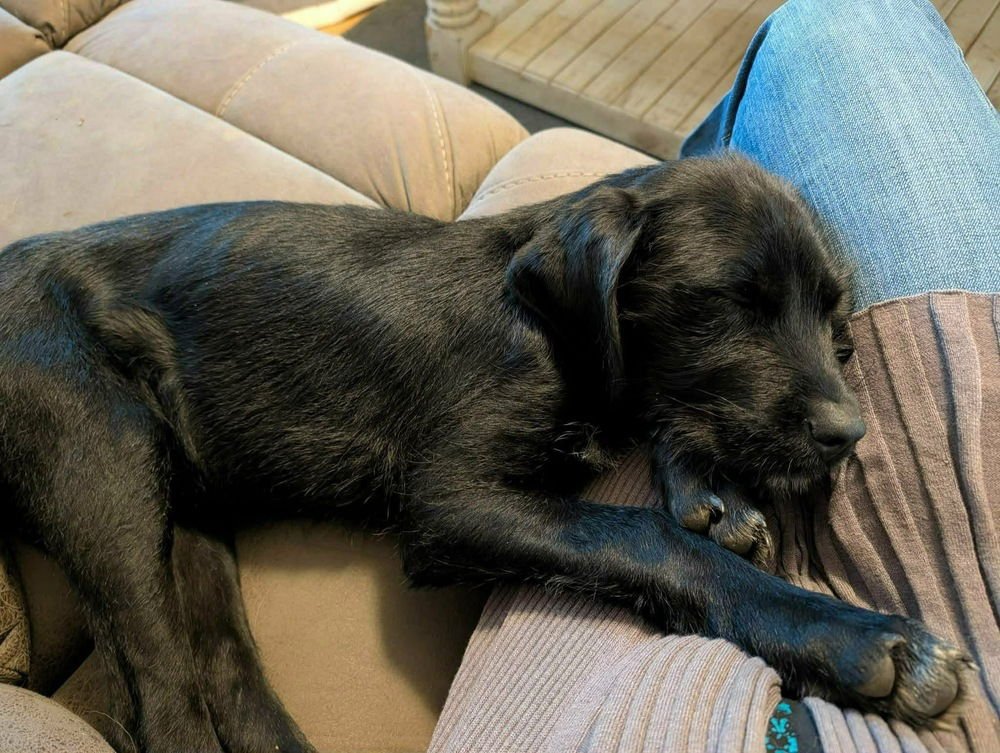 Gypsy Girl - Photo 4