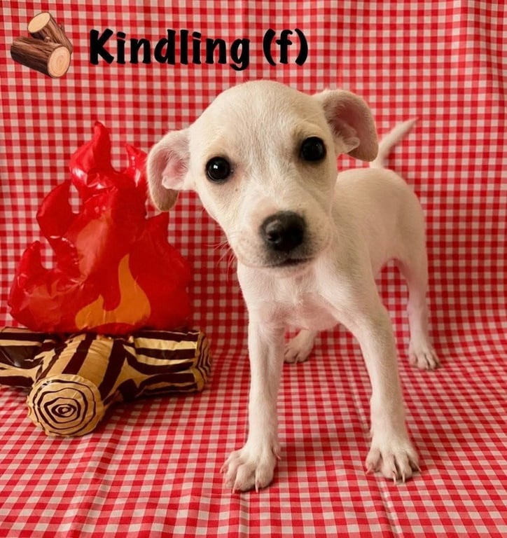 Happy Campers : Kindling Image