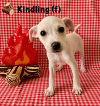 Happy Campers : Kindling - Photo 1