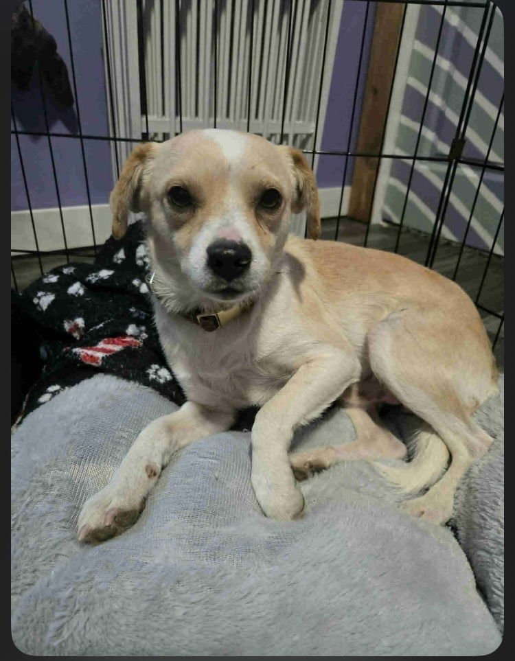 PUGSLEY POO - Terrier / Chihuahua available for adoption