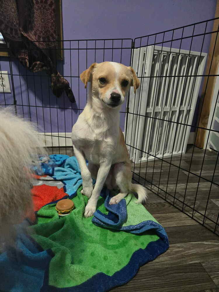 Pugsley Poo - Photo 4