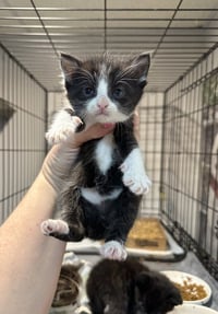 Gem Kitty : Jasper - Photo 3