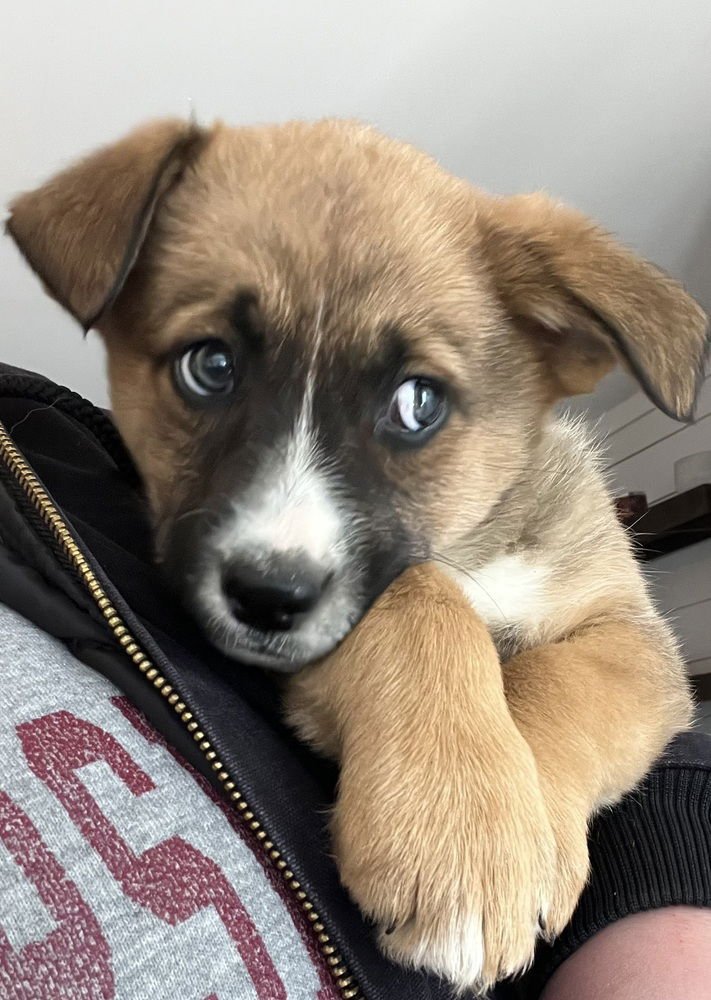 COLORADO : PEYTON - Retriever / Terrier available for adoption