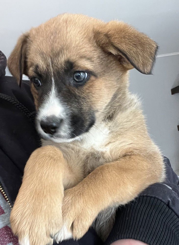 COLORADO : PEYTON - Retriever / Terrier available for adoption