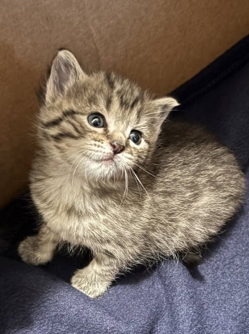 DUDLEYS : MADDI - Domestic Short Hair available for adoption