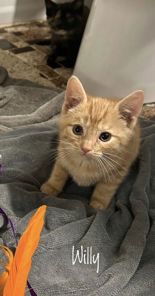 WONKA KITTIES : WILLY - Domestic Short Hair available for adoption