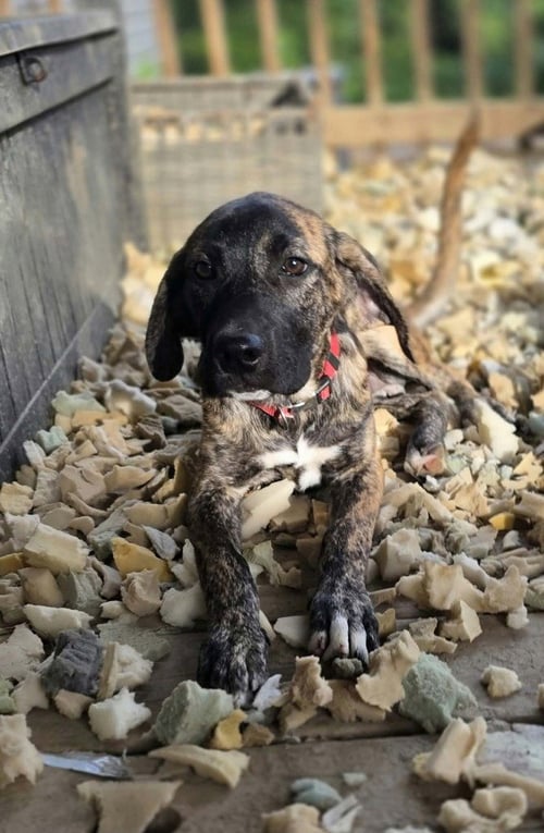 BELOVED BABES : BRAHAM - Boxer available for adoption