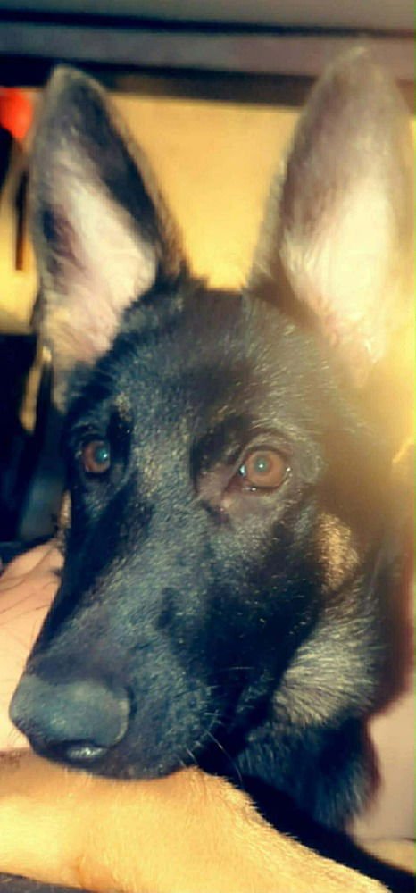 AKASHA - German Shepherd Dog available for adoption