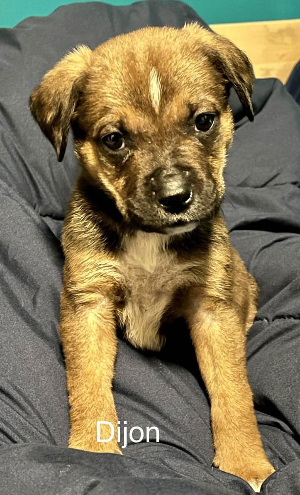 MUSTARDS :  DIJON - Boxer / Pug available for adoption