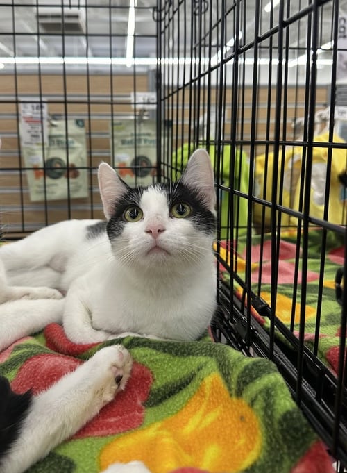 GRAMMY CATS : SHAKIRA - Domestic Short Hair available for adoption