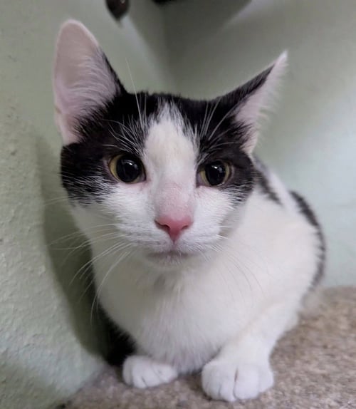 GRAMMY CATS : SHAKIRA - Domestic Short Hair available for adoption