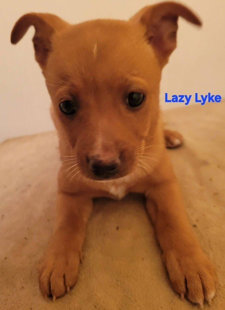 HANNA BARBERA GANG :  LAZY LYKE - Feist / Cairn Terrier available for adoption