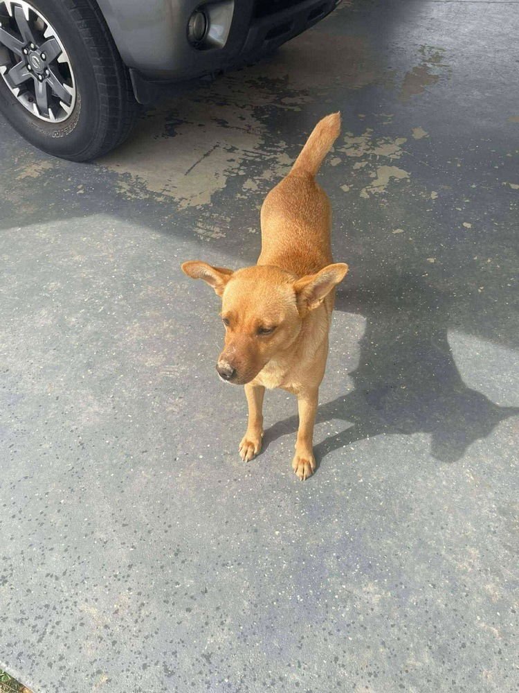 Hanna Barbera Gang :  Lazy Lyke - Photo 3