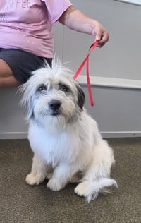 Golden Gals : Paisley - Photo 1