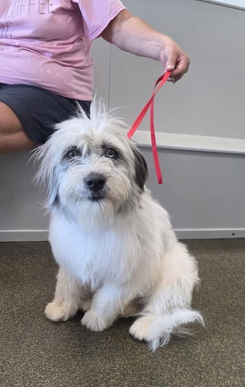 GOLDEN GALS : PAISLEY - Golden Retriever / Poodle (Miniature) available for adoption