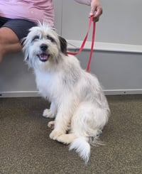 Golden Gals : Paisley - Photo 2