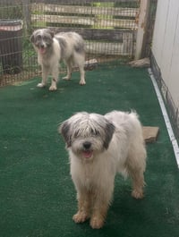 Golden Gals : Paisley - Photo 3