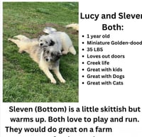 Golden Gals : Paisley - Photo 4