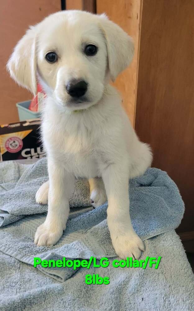 LOONEY TUNES : PENELOPE - Great Pyrenees available for adoption