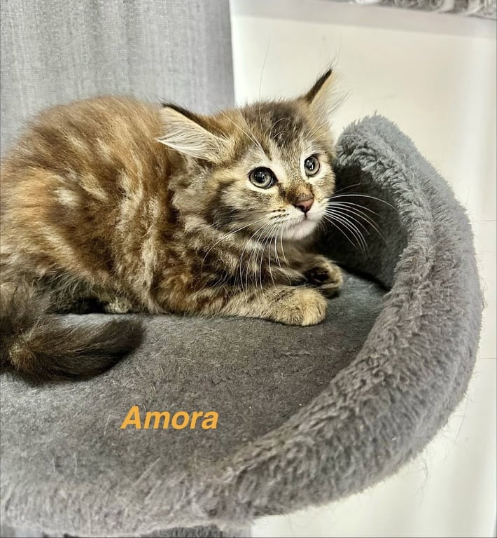 Metamora Kitties : Amora Image