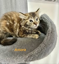 Metamora Kitties : Amora - Photo 1
