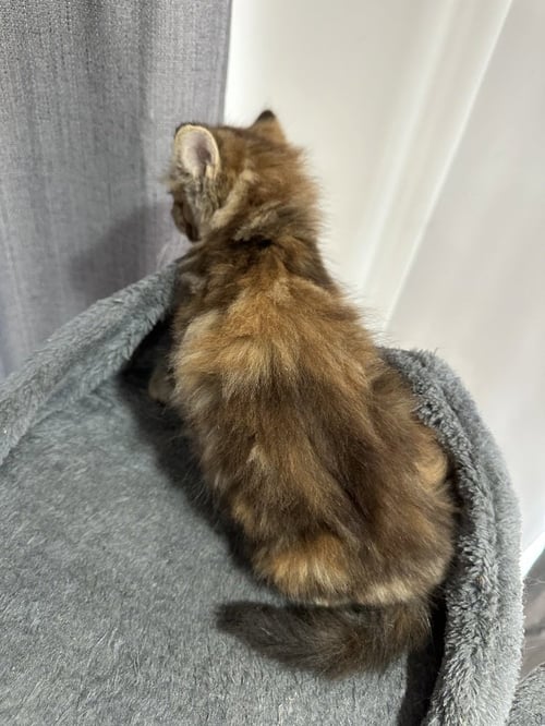 METAMORA KITTIES : AMORA - Domestic Long Hair / Domestic Short Hair available for adoption