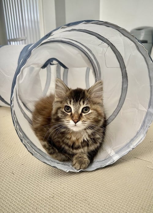 METAMORA KITTIES : AMORA - Domestic Long Hair / Domestic Short Hair available for adoption