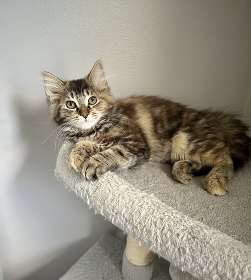 METAMORA KITTIES : AMORA - Domestic Long Hair / Domestic Short Hair available for adoption