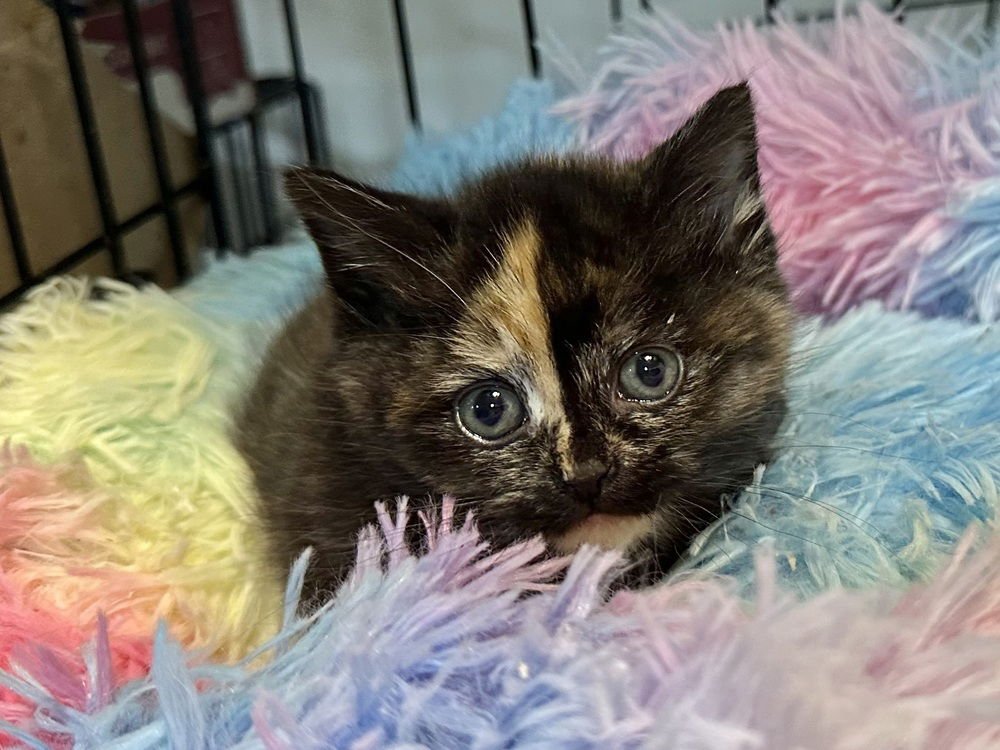 AMORE KITTY - Domestic Short Hair available for adoption