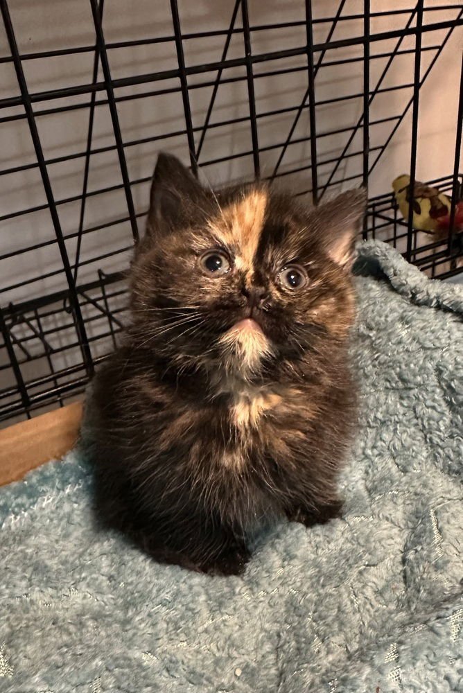 AMORE KITTY - Domestic Short Hair available for adoption