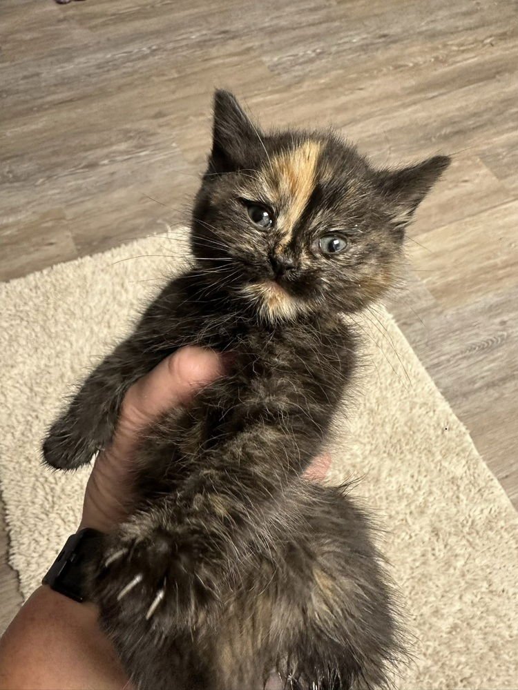 Amore Kitty - Photo 3