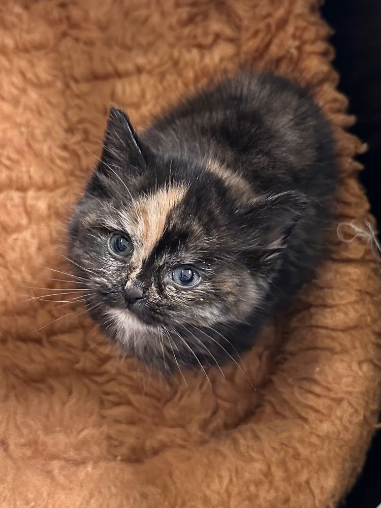 Amore Kitty - Photo 4