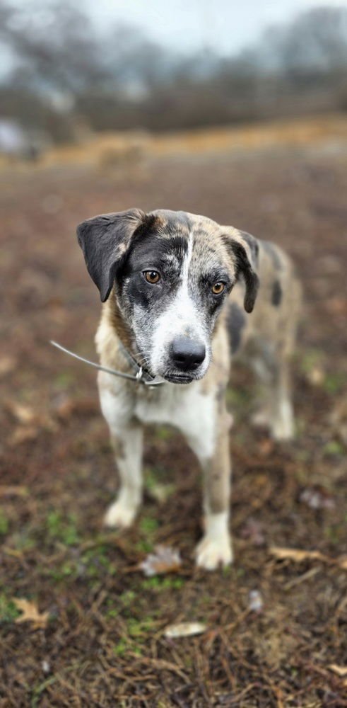 HUNTRESS - Catahoula Leopard Dog / Golden Retriever available for adoption