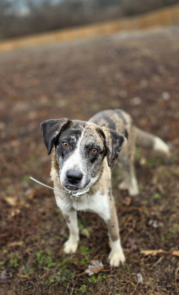 HUNTRESS - Catahoula Leopard Dog / Golden Retriever available for adoption