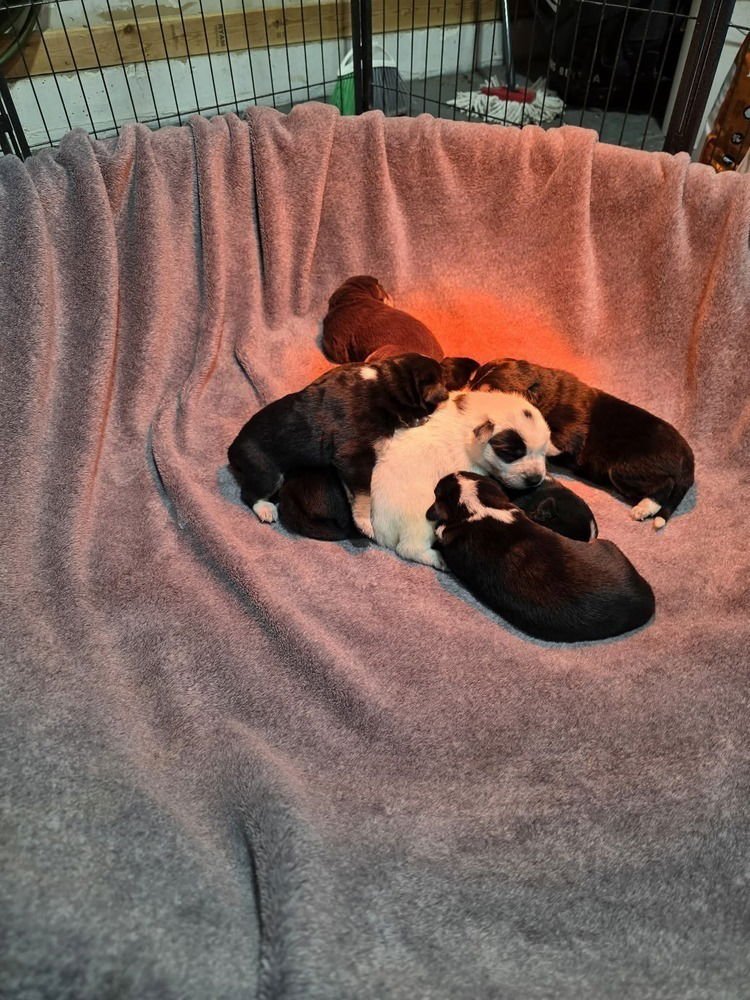 Nature Dawgs : Sage - Photo 4