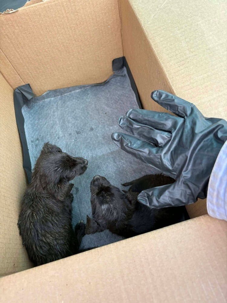 CC : CHANEL - Chihuahua / Dachshund available for adoption