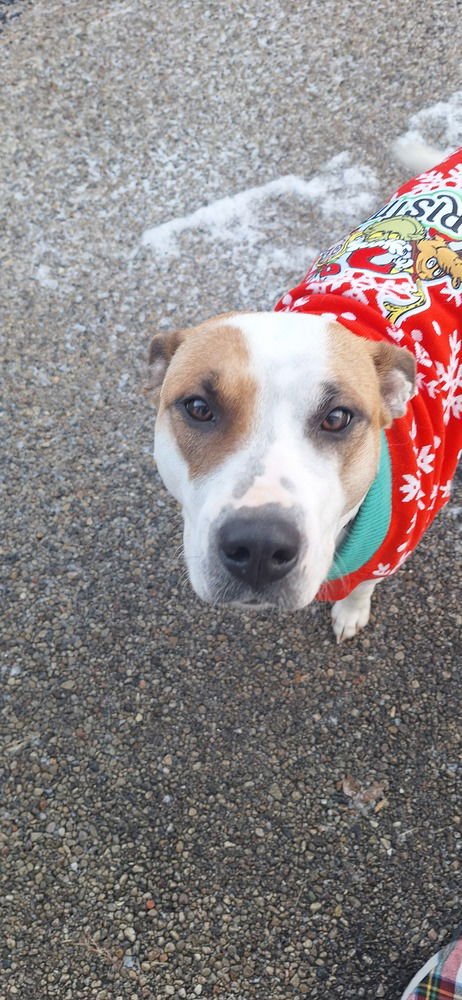 MAMA LILLY - Bull Terrier available for adoption