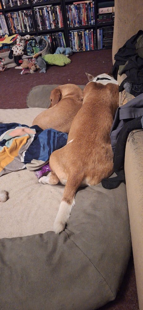 MAMA LILLY - Bull Terrier available for adoption