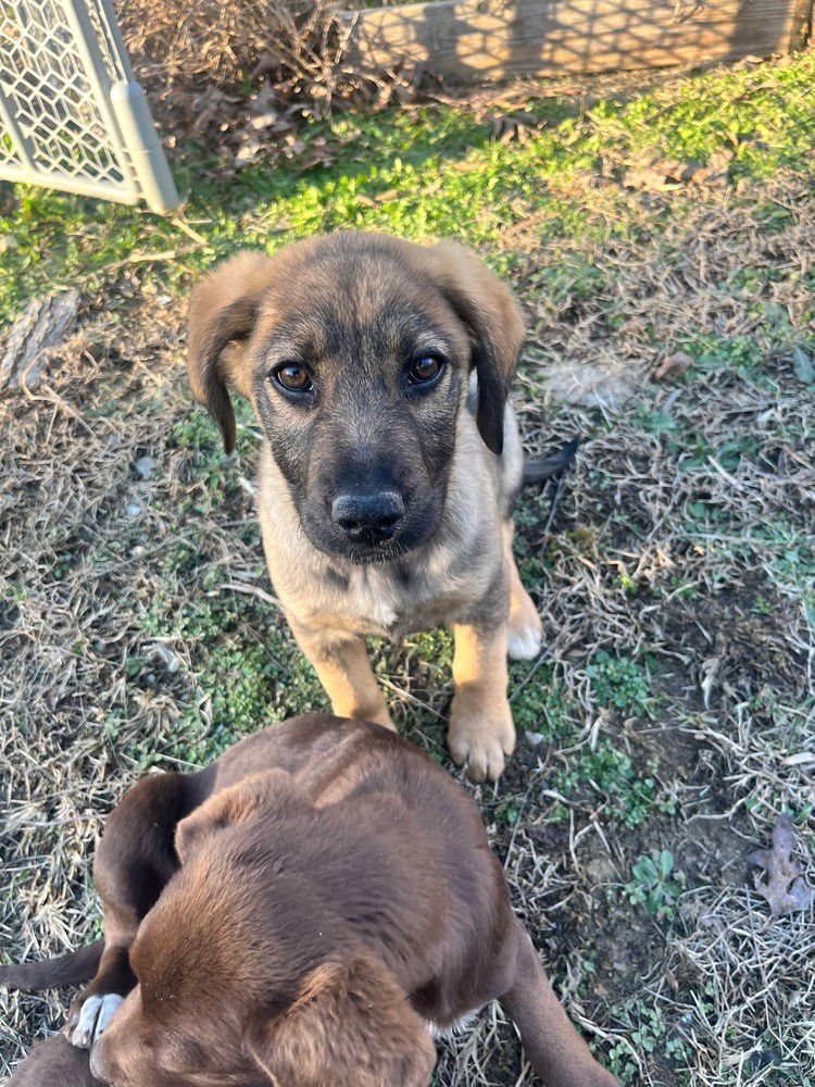 ICONIC TRIO : PETER - Pointer / Shepherd available for adoption