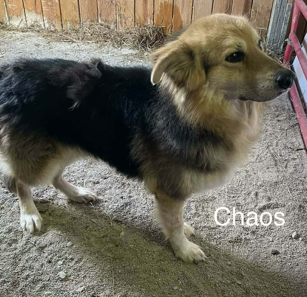CHAOS - Australian Shepherd / Great Pyrenees available for adoption