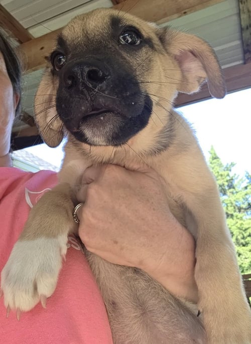 SRV GUATEMALA : BLAKE - German Shepherd Dog / Collie available for adoption