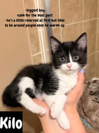 Military Kittens : Kilo - Photo 1