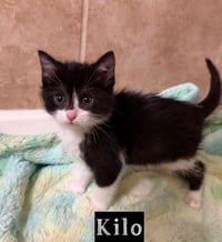 Military Kittens : Kilo - Photo 2