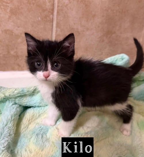 MILITARY KITTENS : KILO - Domestic Long Hair available for adoption
