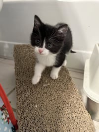 Military Kittens : Kilo - Photo 3