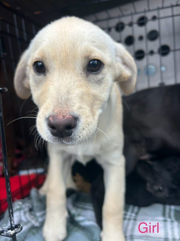 LONESOME DOVE : CLARA - Labrador Retriever / German Shepherd Dog available for adoption