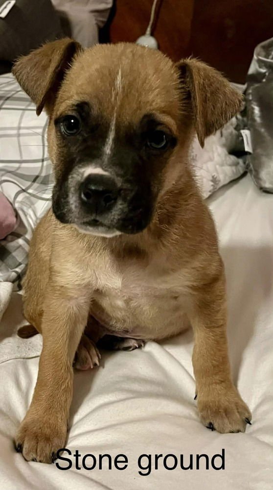 MUSTARDS :  STONE GROUND - Boxer / Pug available for adoption
