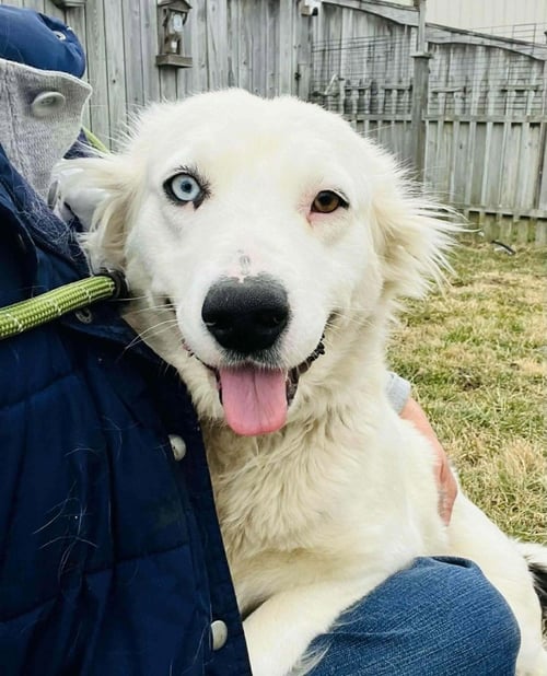 ELSIE MOO - Australian Shepherd available for adoption